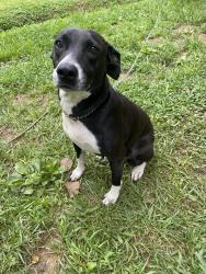 Lost Female Dog last seen Mascot tn, Mascot, TN 37806