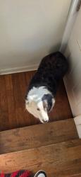 Lost Female Dog last seen Mi hse, Louisville, KY 40211