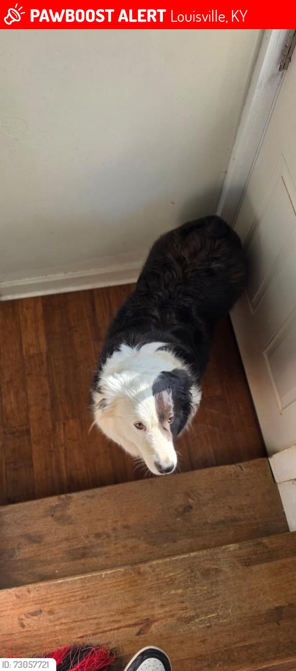 Lost Female Dog last seen Mi hse, Louisville, KY 40211