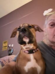 Found/Stray Female Dog last seen Highway, Robstown, TX 78380