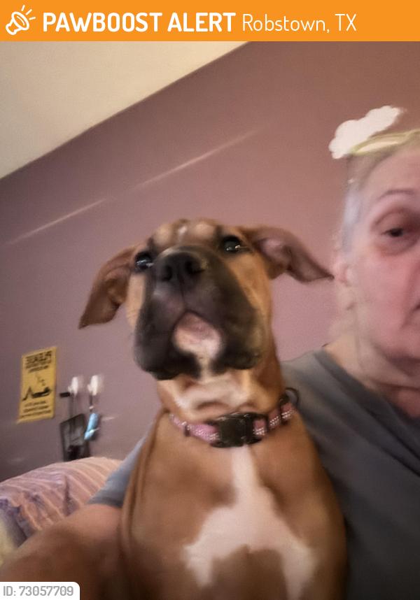 Found/Stray Female Dog last seen Highway, Robstown, TX 78380