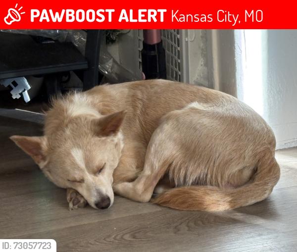 Lost Male Dog last seen 36th and Mersington ave, Kansas City, MO 64130