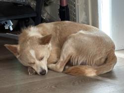 Lost Male Dog last seen 36th and Mersington ave, Kansas City, MO 64130