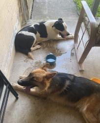 Reunited Male Dog last seen Woodland Hills, San Antonio, TX 78249