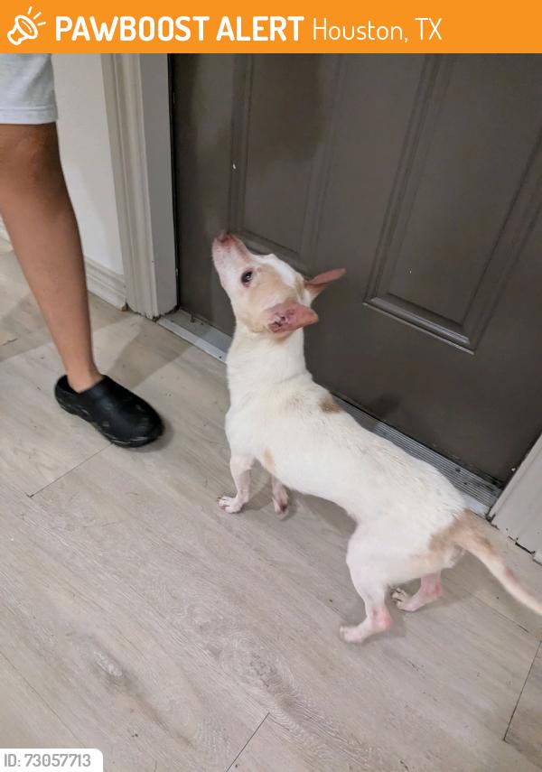 Found/Stray Male Dog last seen Almeda & S MacGregor Way, Houston, TX 77021