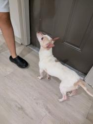 Found/Stray Male Dog last seen Almeda & S MacGregor Way, Houston, TX 77021