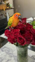 Lost Female Bird last seen Irwindale park, Irwindale, CA 91706