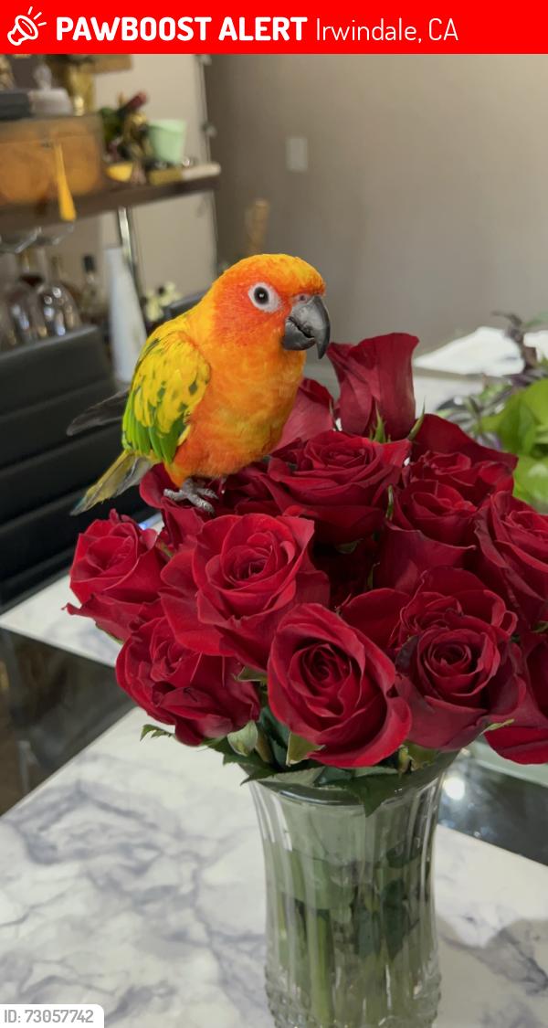 Lost Female Bird last seen Irwindale park, Irwindale, CA 91706