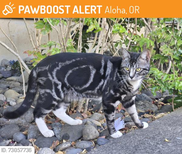 Found/Stray Male Cat last seen SW 174th / SW Jay, Aloha, OR 97007