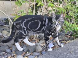 Found/Stray Male Cat last seen SW 174th / SW Jay, Aloha, OR 97007