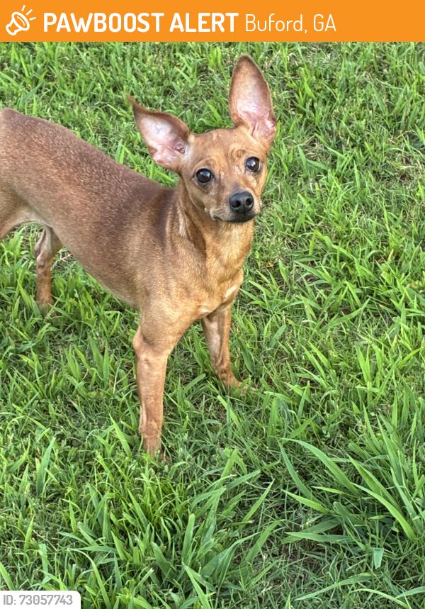 Found/Stray Unknown Dog last seen Greystone Plantation , Buford, GA 30519