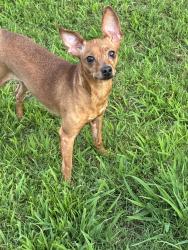 Found/Stray Unknown Dog last seen Greystone Plantation , Buford, GA 30519