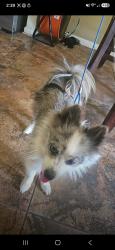 Found/Stray Female Dog last seen Grosenbacher and Potranco, San Antonio, TX 78245