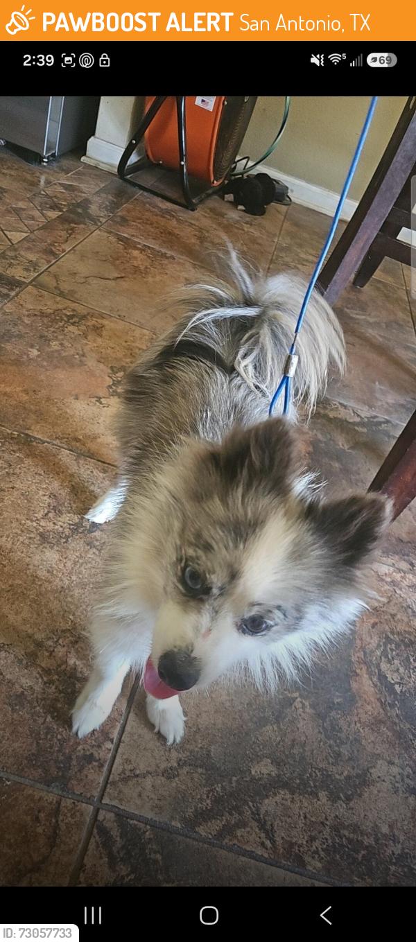 Found/Stray Female Dog last seen Grosenbacher and Potranco, San Antonio, TX 78245
