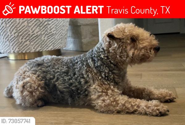 Lost Female Dog last seen Rocky Creek Blvd. Austin TX, Travis County, TX 78736