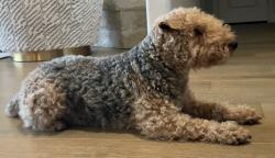 Lost Female Dog last seen Rocky Creek Blvd. Austin TX, Travis County, TX 78736