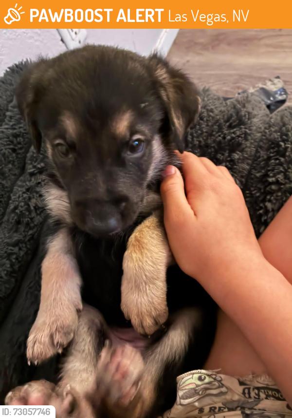 Found/Stray Male Dog last seen Near wild cactus ct, Las Vegas, NV 89156