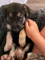 Found/Stray Male Dog last seen Near wild cactus ct, Las Vegas, NV 89156