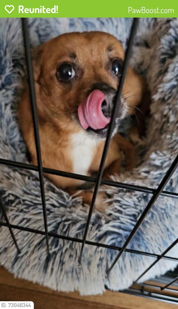 Reunited Male Dog last seen E Trindle Rd and S Sporting Hill Rd, Mechanicsburg, PA 17050