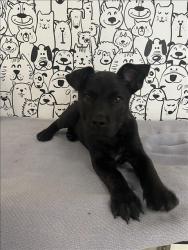 Shelter Stray Female Dog last seen , 957 N Gaffey St, San Pedro, CA 90731, USA
