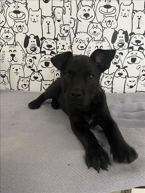 Shelter Stray Female Dog last seen , 957 N Gaffey St, San Pedro, CA 90731, USA