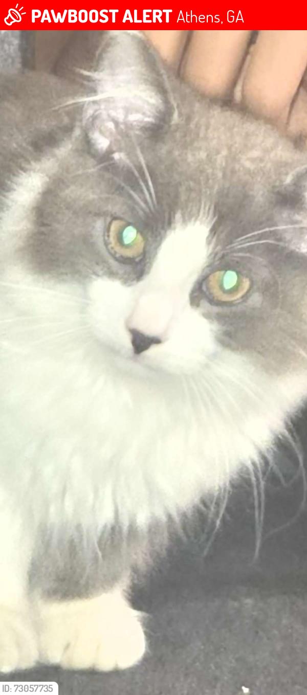 Lost Male Cat last seen Merry cake Athens off Old Lexington road, Athens, GA 30605