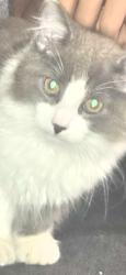 Lost Male Cat last seen Merry cake Athens off Old Lexington road, Athens, GA 30605