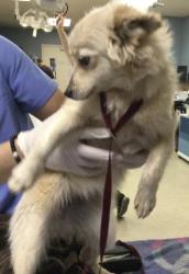 Shelter Stray Female Dog last seen Near BLOCK COLE ST, RIVERSIDE, CA, 6851 Van Buren Boulevard, Jurupa Valley, CA 92509, USA