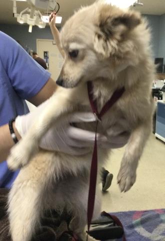 Shelter Stray Female Dog last seen Near BLOCK COLE ST, RIVERSIDE, CA, 6851 Van Buren Boulevard, Jurupa Valley, CA 92509, USA