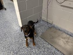 Shelter Stray Female Dog last seen Near BLOCK FILLMORE ST, COACHELLA, CA, Thousand Palms, CA, USA