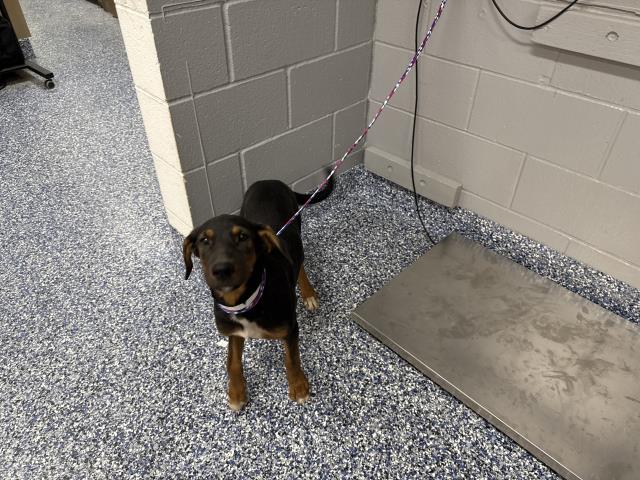 Shelter Stray Female Dog last seen Near BLOCK FILLMORE ST, COACHELLA, CA, Thousand Palms, CA, USA