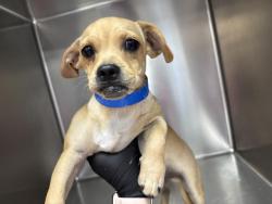 Shelter Stray Male Dog last seen Near BLOCK MAZATLAN DR, COACHELLA, CA, Thousand Palms, CA, USA