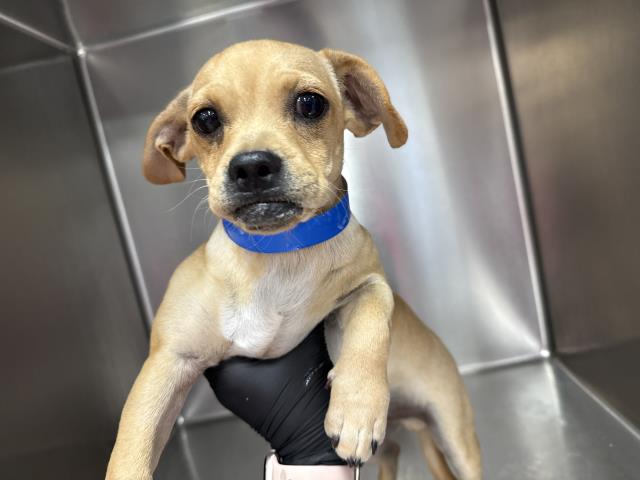Shelter Stray Male Dog last seen Near BLOCK MAZATLAN DR, COACHELLA, CA, Thousand Palms, CA, USA
