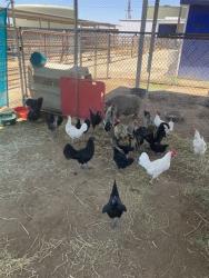 Shelter Stray Unknown Bird last seen Near BLOCK CALIENTE CREEK RD, CALIENTE CA 93518, 3951 Fruitvale Ave, Bakersfield, CA 93308, USA