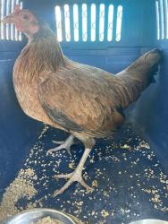 Shelter Stray Female Bird last seen Near BLOCK CALIENTE CREEK RD, CALIENTE CA 93518, 3951 Fruitvale Ave, Bakersfield, CA 93308, USA