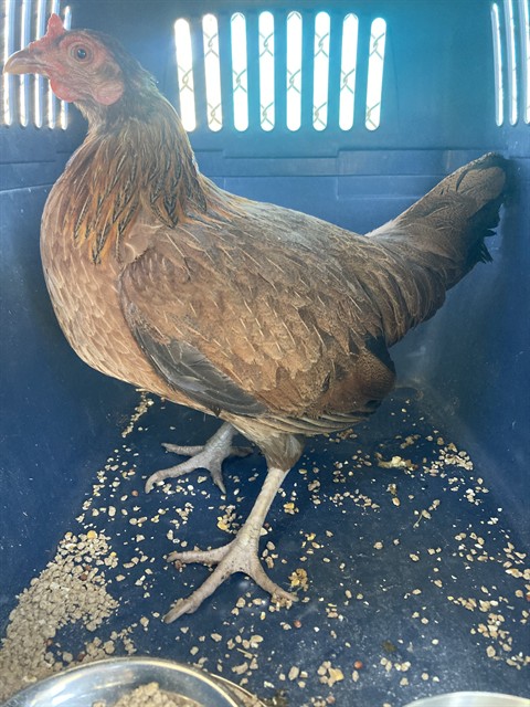 Shelter Stray Female Bird last seen Near BLOCK CALIENTE CREEK RD, CALIENTE CA 93518, 3951 Fruitvale Ave, Bakersfield, CA 93308, USA