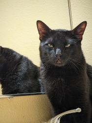 Lost Male Cat last seen Strongs Dr. & Grand Canal in Venice CA, Los Angeles, CA 90291