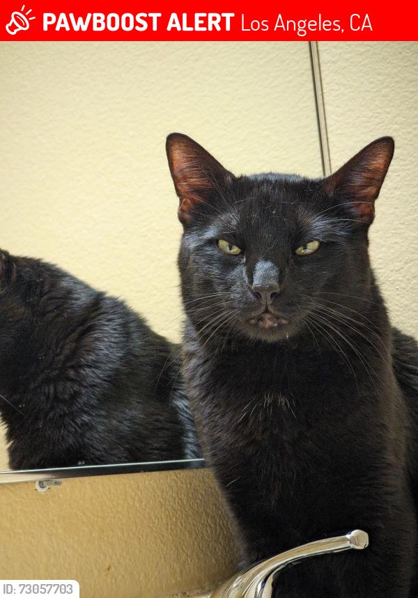 Lost Male Cat last seen Strongs Dr. & Grand Canal in Venice CA, Los Angeles, CA 90291