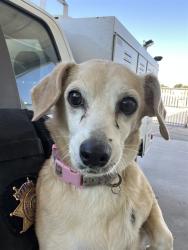 Shelter Stray Female Dog last seen Near BLOCK CURRAN ST, BAKERSFIELD CA 93309, 3951 Fruitvale Ave, Bakersfield, CA 93308, USA