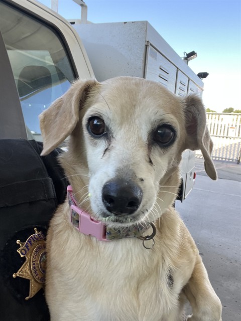 Shelter Stray Female Dog last seen Near BLOCK CURRAN ST, BAKERSFIELD CA 93309, 3951 Fruitvale Ave, Bakersfield, CA 93308, USA