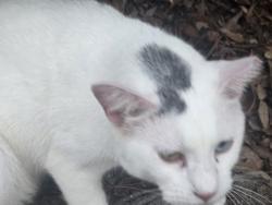 Lost Male Cat last seen Wawa phillipa highway, Jacksonville, FL 32216
