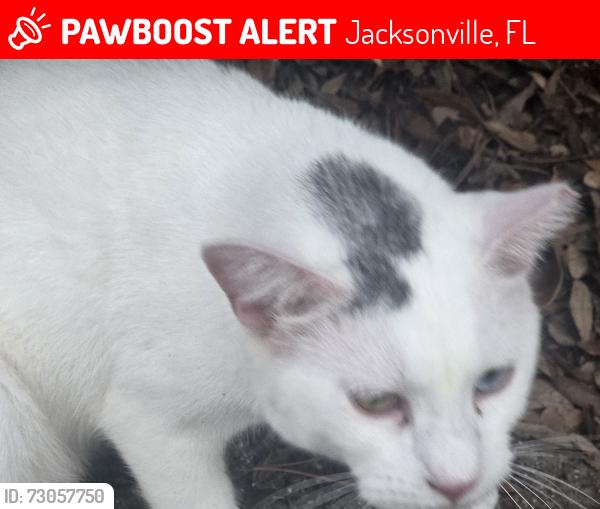 Lost Male Cat last seen Wawa phillipa highway, Jacksonville, FL 32216