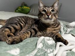 Lost Female Cat last seen surrounding neighborhoods, Marietta, GA 30060