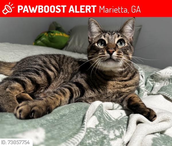 Lost Female Cat last seen surrounding neighborhoods, Marietta, GA 30060