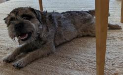 Lost Female Dog last seen Olympic Blvd & South Bronson Ave, Los Angeles, CA 90005