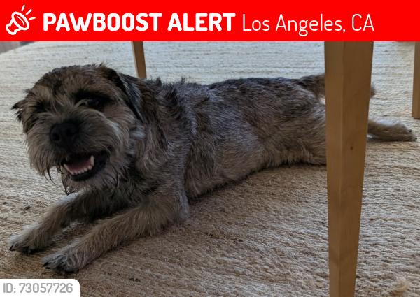 Lost Female Dog last seen Olympic Blvd & South Bronson Ave, Los Angeles, CA 90005