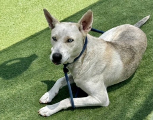 Shelter Stray Male Dog last seen , 11361 W Pico Blvd, Los Angeles, CA 90064, USA