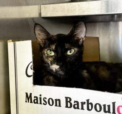Shelter Stray Female Cat last seen , 1850 W 60th St, Los Angeles, CA 90047, USA