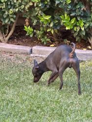 Reunited Male Dog last seen Merced river road , Chula Vista, CA 91913