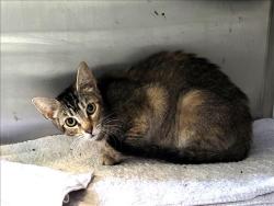 Shelter Stray Female Cat last seen , 1850 W 60th St, Los Angeles, CA 90047, USA